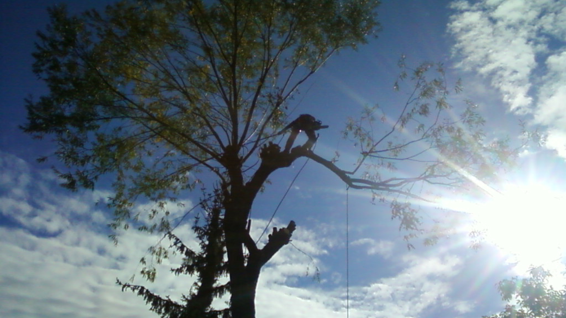 Einkürzung, Baumschnitt - Baumarbeiten und Gartengestaltung F. Deppner