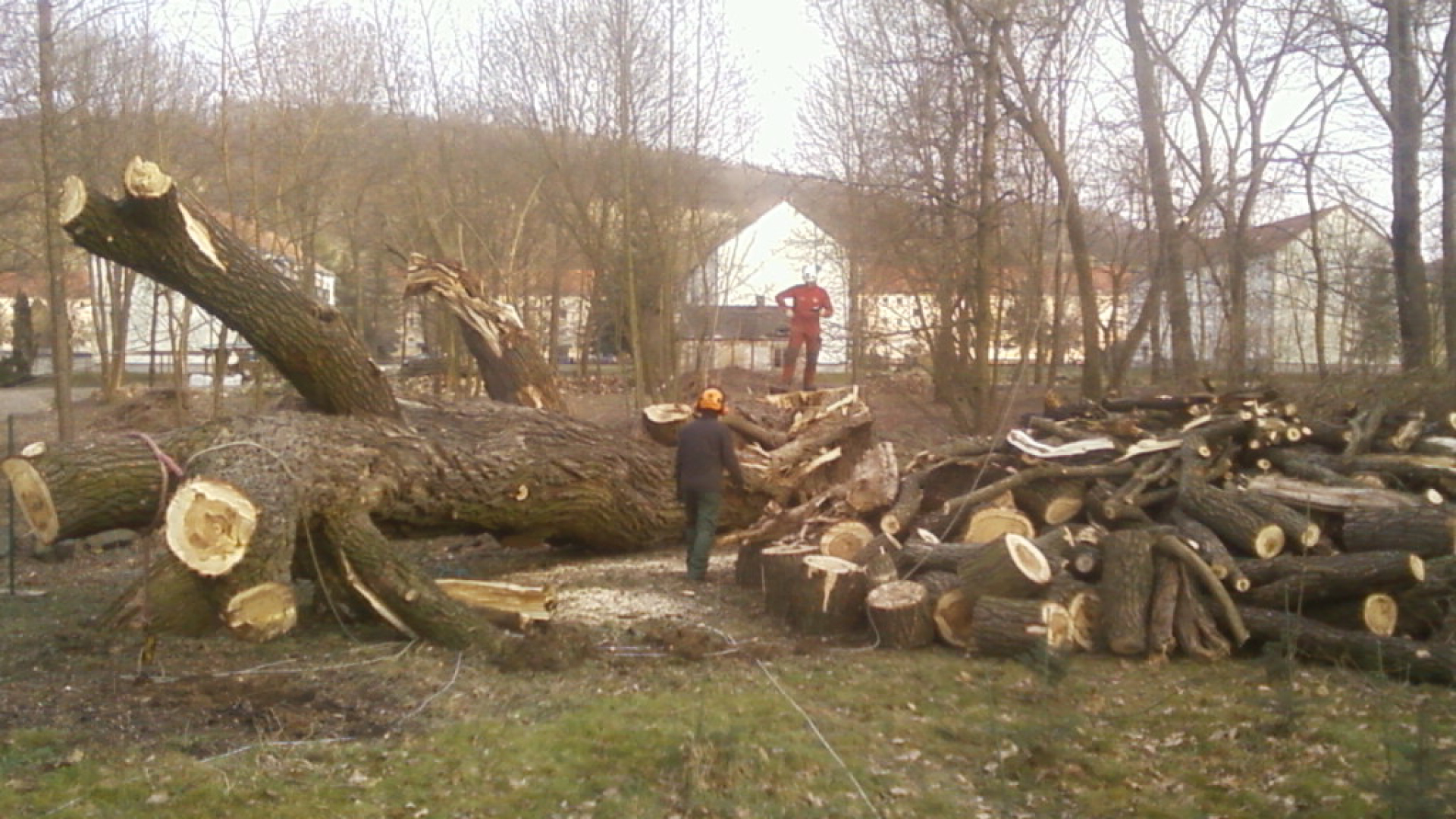 Problembaumfällung, Totholz, Rodung - Baumarbeiten und Gartengestaltung F. Deppner