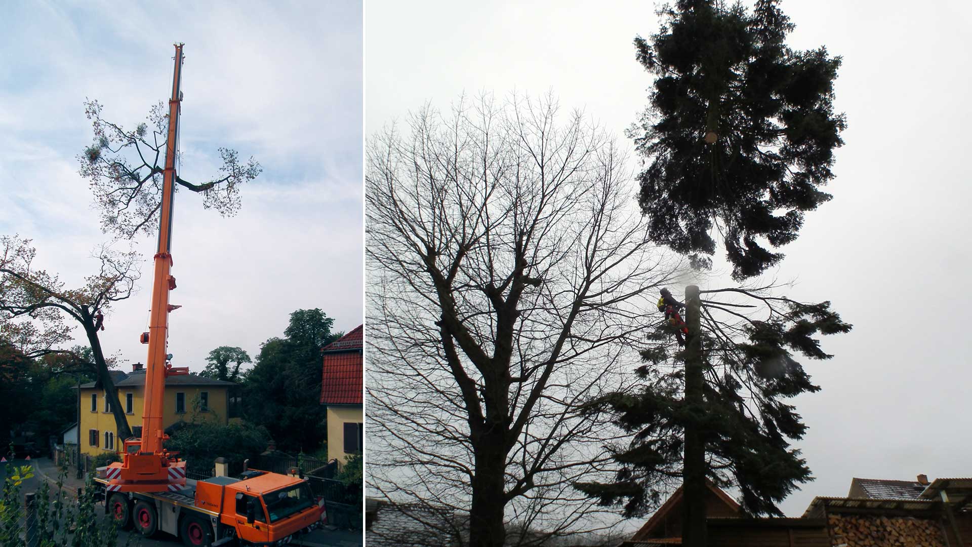Kappung Baumspitze mittels Hubanlage - Baumarbeiten und Gartengestaltung F. Deppner