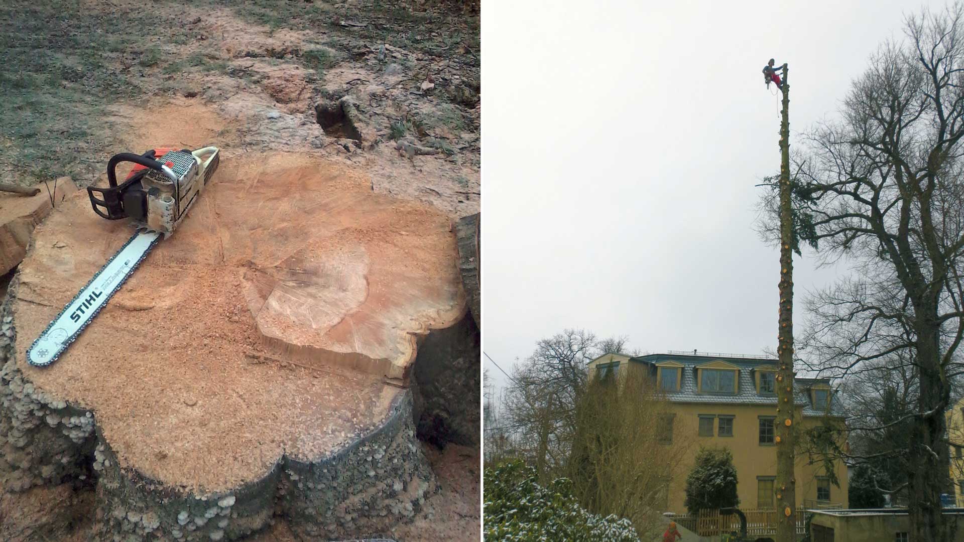 Baumfällung - Baumarbeiten und Gartengestaltung F. Deppner