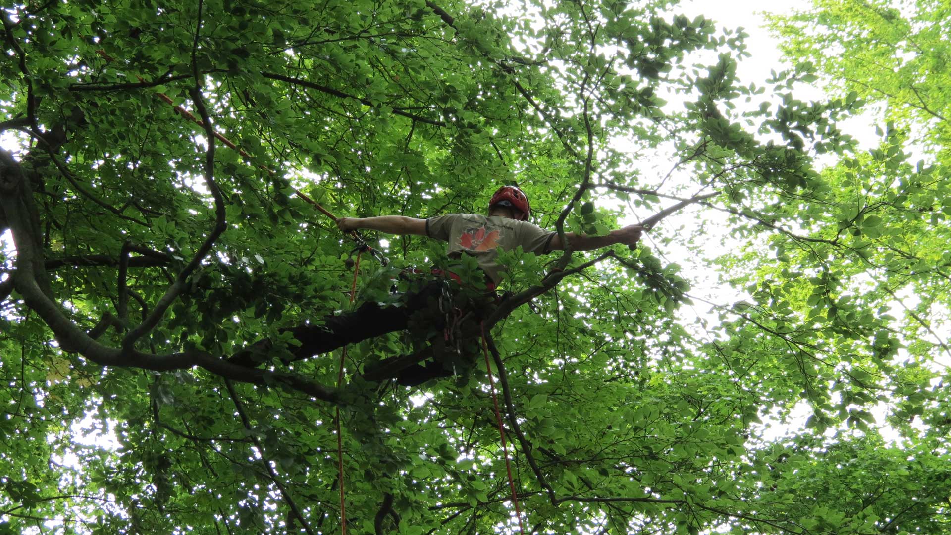 Baumverschnitt mit Seilklettertechnik - Baumarbeiten und Gartengestaltung F. Deppner 