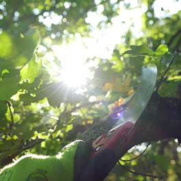 Symbolbild für Dienstleistung Baumpflege