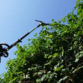 Symbolbild für Dienstleistung Schnitt von Hecken, Gehölzen, Jung- und Obstbäumen