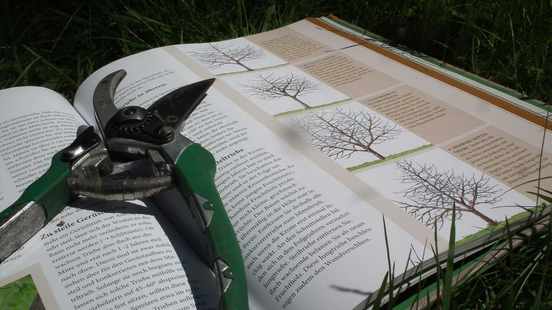 Pflanzung von Jungbäumen und Gehölzen - Baumarbeiten und Gartengestaltung F. Deppner