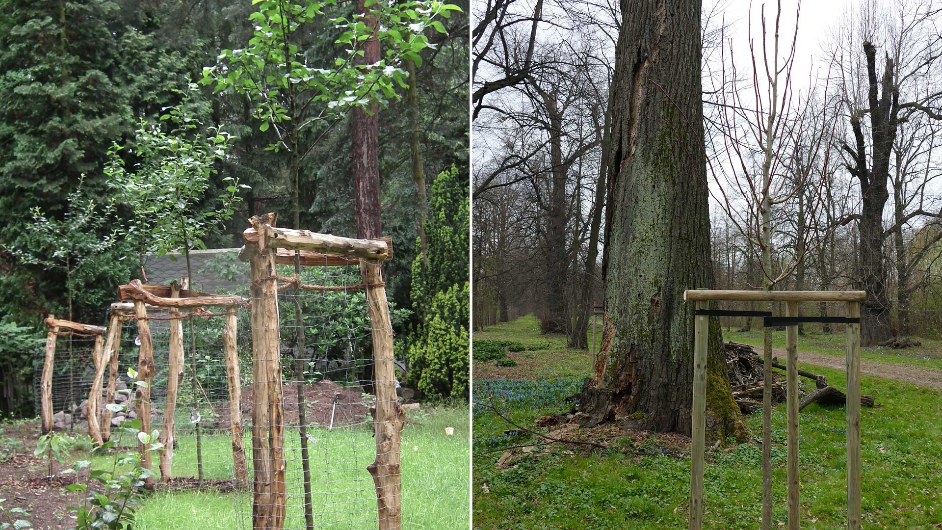 Pflanzung von Jungbäumen und Gehölzen - Baumarbeiten und Gartengestaltung F. Deppner