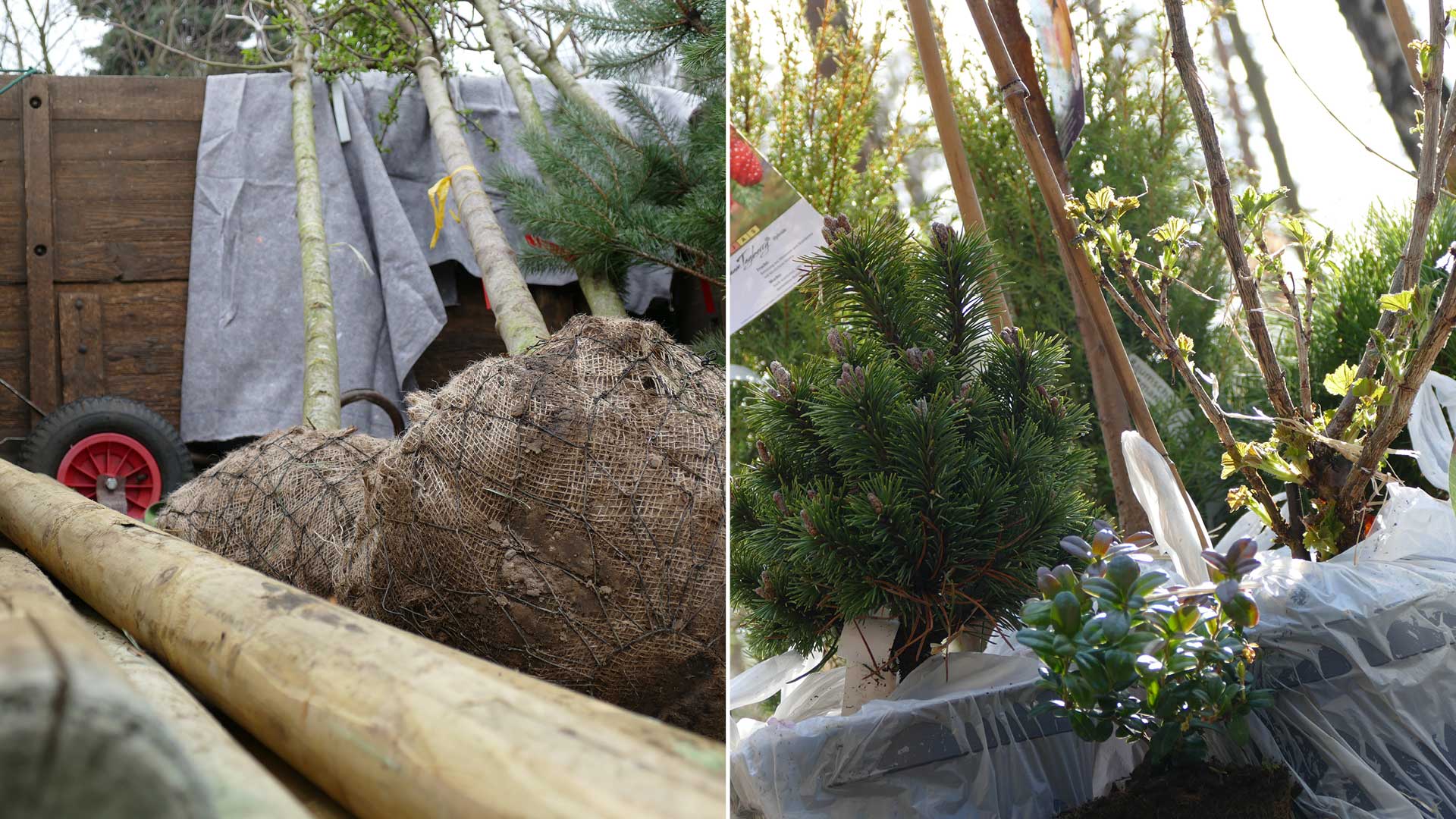 Pflanzung von Jungbäumen und Gehölzen - Baumarbeiten und Gartengestaltung F. Deppner