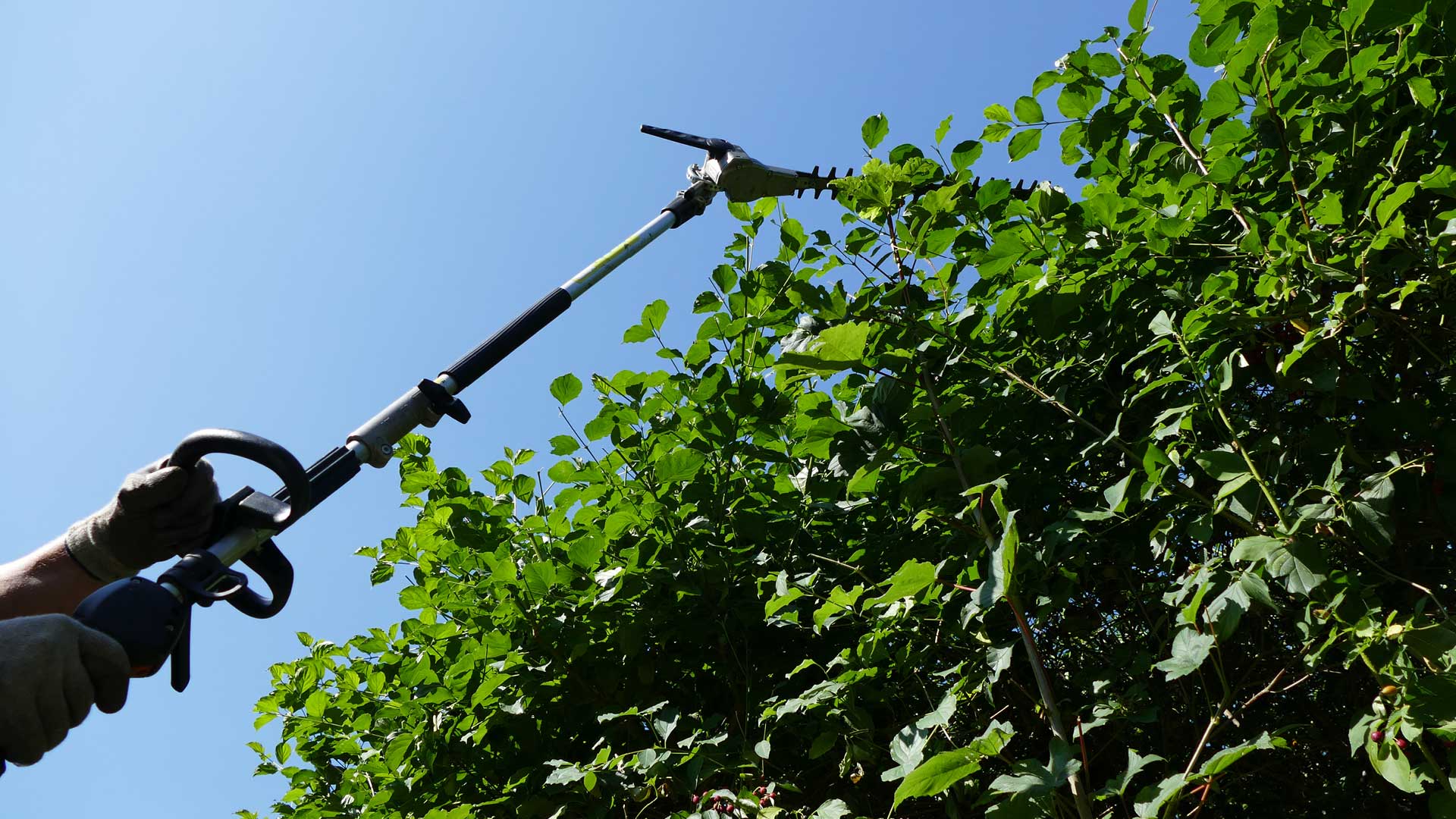 Strauchschnitt - Baumarbeiten und Gartengestaltung F. Deppner