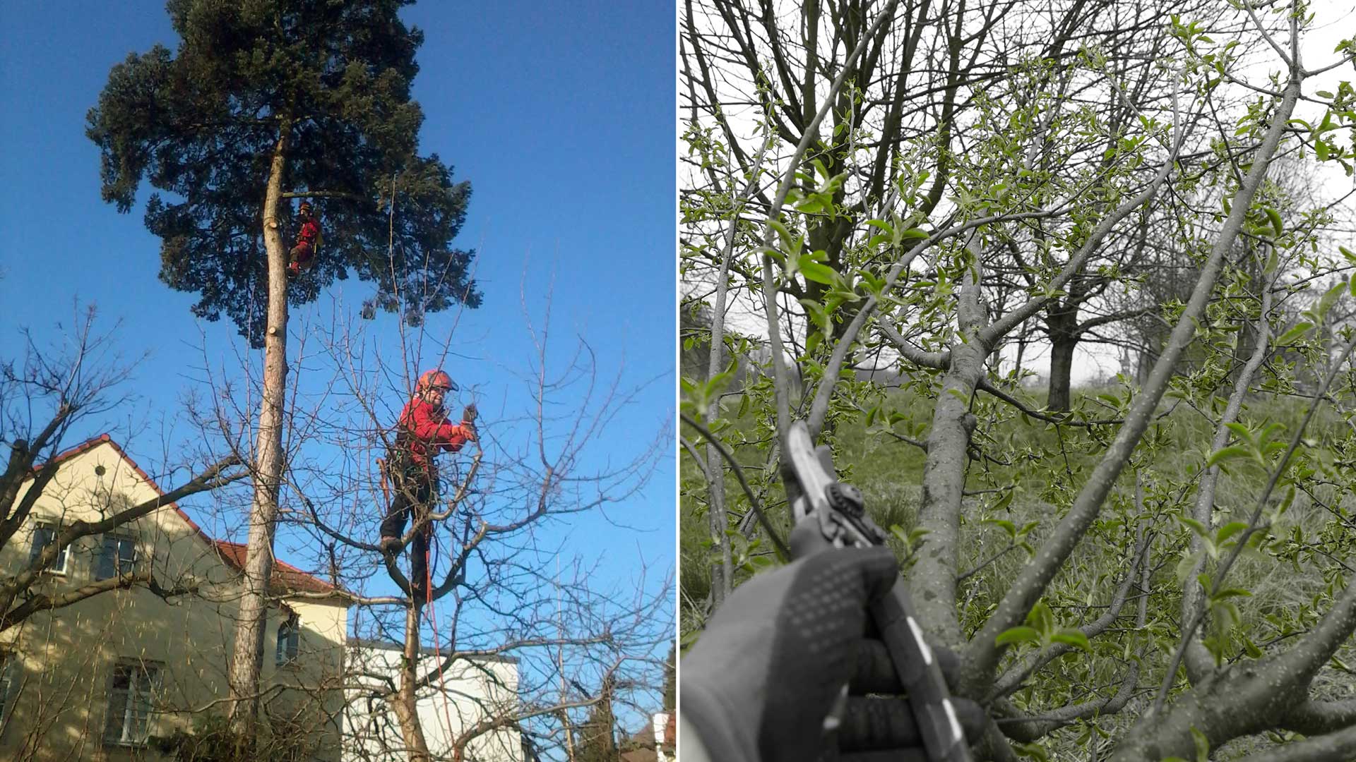 Entästen von Gehölzen - Baumarbeiten und Gartengestaltung F. Deppner